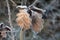 morning hoarfrost on the leaves, hoarfrost on oak leafs, Quercus, Oak