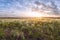 Morning in a large meadow with a feather grass