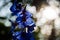 Morning. larkspur flowerbed. spring bloom. nature environment, ecology. Delphinium flower blooming. Delphinium flower candle.
