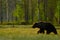 Morning light with big brown bear. Beautiful brown bear walking around lake in the morning sun. Dangerous animal in nature forest