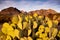 Morning Light Brightens up blind prickly pear cactus