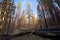 Morning light on burned trees after wildfire, Lassen National Park