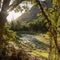 Morning Light Glows Over Small Pond in Yosemite Wilderness