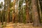 Morning Light Hits The Trunks of Sequoia Trees