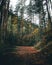 Morning light hitting the autumnal trees and forest road making moody scenery.