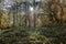 Morning light in the Nero valley forest in Wiesbaden Germany in indian summer colors