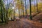 Morning light in the Nero valley forest in Wiesbaden Germany in indian summer colors