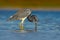 Morning light water with bird. Hunting bird. Water bird sitting in the water. Beach in Florida, USA. Water bird Tricolored Heron,