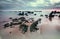 Morning Low tide. Sunrise sand beach near the Noja town, Cantabria, Northern Spa