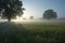 morning mist, creating a peaceful and serene scene of meadows in the early hours