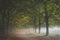 Morning mist creeping in under the foliage on to path at the Amerongse Bos with autumn leaves catching the first sunlight of the