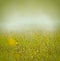 Morning mist and dew on grass and flowers