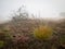 Morning mist on the heath and fallen bare three