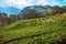 Morning mist mountain. Natural landscape, mountain strawberry plantations