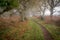 Morning mist on path through woods