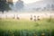 morning mist surrounding geese in lush field