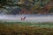 Morning mist surrounds young male elk in Smokey Mountains National Park
