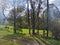 Morning misty forest and looming deer herd in the Yarra Valley, Melbourne, Australia