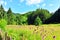 Morning mountain view, meadow with flowers