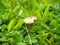 morning mushroom photo among the grass