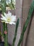 Morning of Night blooming Cereus