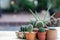 Morning outdoor activity to watering cactus pot plant