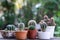 Morning outdoor activity to watering cactus pot plant