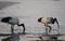 Morning over the ocean. The sacred ibis. Beach.