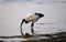 Morning over the ocean. The sacred ibis. Beach.