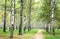 Morning pathway in mist autumn birch park