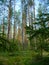 Morning in a pine forest in summer