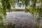 Morning pond in calm weather through the hanging willows branches