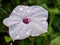 morning raindrops on flowers wild potato vine