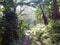 Morning rays in forest. Hiking path. Banana trees