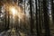 morning rays of sun autumn winter trees in dark park forest alley