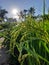 Morning rice field