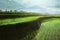 Morning at rice fields with mountain cloudy