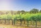 Morning rows of grapevines