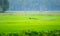 Morning in the rural village Beautiful scenery, majestic peacock walking in the middle of green lush paddy field