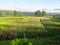 Morning scene of beautiful crop field, small hut, mountain, blue