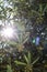 Morning scene of Olive tree in blossom on organic plantation. Close up. Natural background