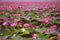 Morning scene of Red Lotus Lake or Talay Bua Daeng in Udon Thani, Thailand