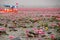 Morning scene of Red Lotus Lake or Talay Bua Daeng in Udon Thani, Thailand