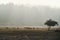 Morning Scene with Sambar Deer in Bandipur National Park