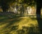 Morning shadows over green grass in a park