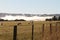 Morning Sheep with Foggy background, new zealand