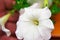 Morning shooting of a white Petunia close up