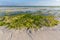 Morning shore on ocean after low tide