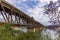 a morning shot of the old grafton bridge and flowering jacaranda tree at grafton