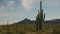 Morning shot of saguaro cactus and the ajo mnts at the organ pipe cactus national monument near ajo in arizona